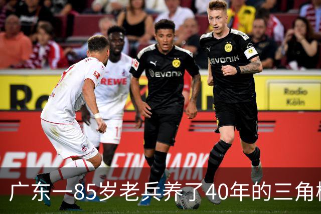 广东一85岁老兵养了40年的三角梅“火了”，开成“浪漫花屋”，网友：看哭了